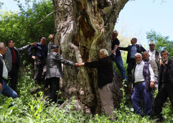 350 yıllık ceviz ağacı meyve vermeye devam ediyor