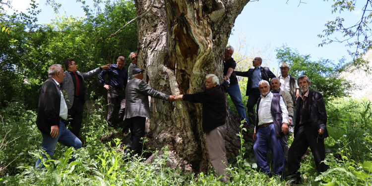 350 yıllık ceviz ağacı meyve vermeye devam ediyor