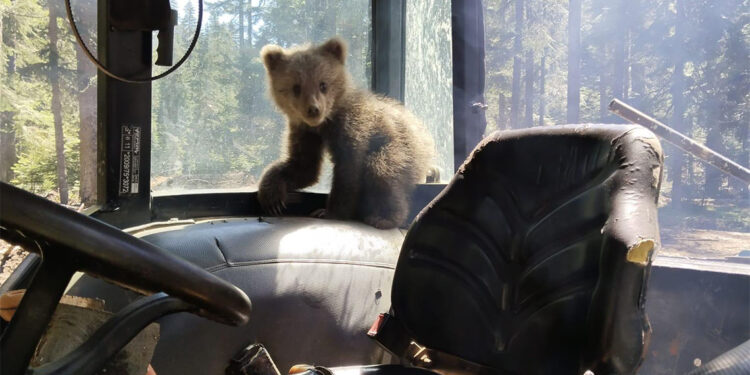 İş makinesinin içerisine giren yavru bozayı kamerada
