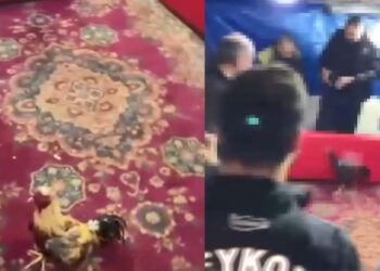 Beykoz'da horoz dövüşü operasyonu; 21 gözaltı