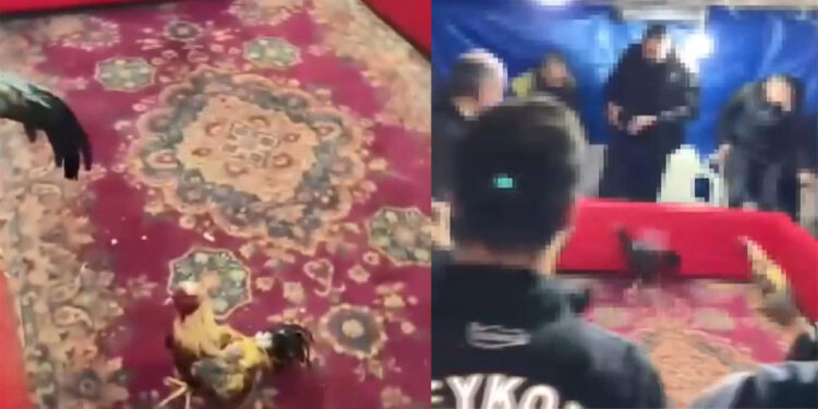 Beykoz'da horoz dövüşü operasyonu; 21 gözaltı