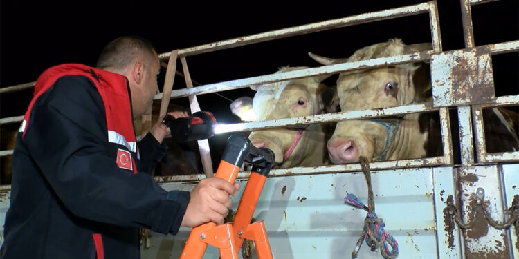 Kurbanlık hayvanlar İstanbul'a giriş yapmaya başladı