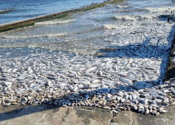 İzmir Körfezi için umutlandıran ölçüm