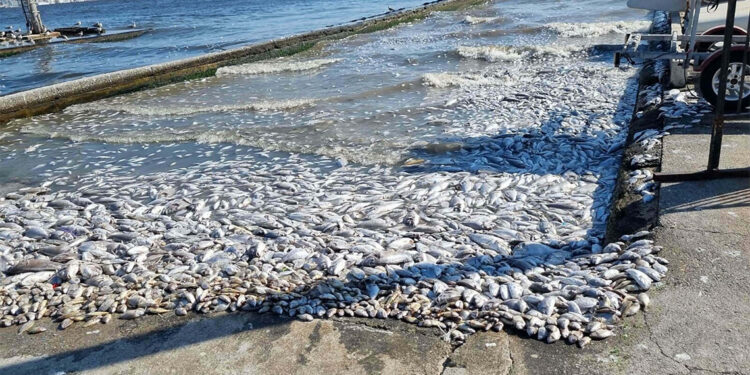 İzmir Körfezi için umutlandıran ölçüm 