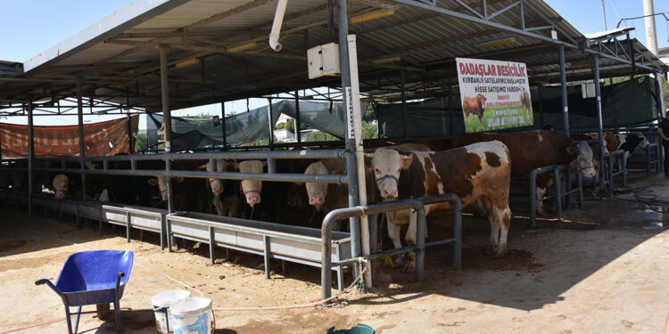 İzmir'de kurban pazarlarında hareketlilik