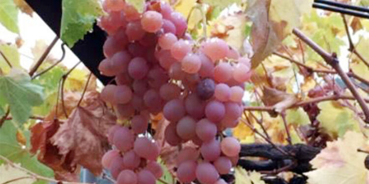 Margaz üzümü 'Coğrafi İşaret' tescili aldı