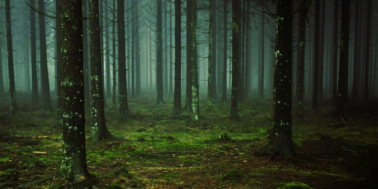 Grupo Fugitivo müzik grubunun 5 üyesi ormanda ölü bulundu