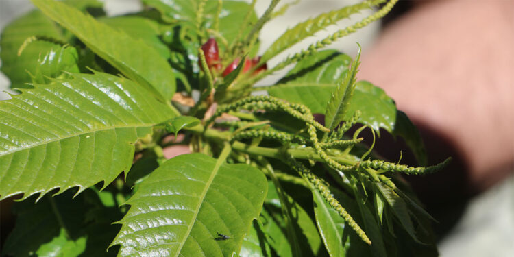 Samsun'da gal arısı için biyolojik mücadele