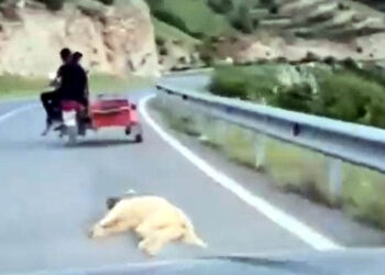 Köpeği motosiklete bağlayıp sürükleyen sürücü gözaltına alındı