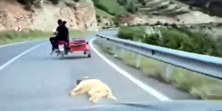 Köpeği motosiklete bağlayıp sürükleyen sürücü gözaltına alındı