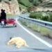 Köpeği motosiklete bağlayıp sürükleyen sürücü gözaltına alındı