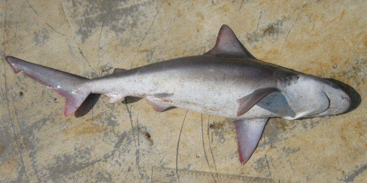 köpek balıklarının nesli tükenme tehlikesi altında