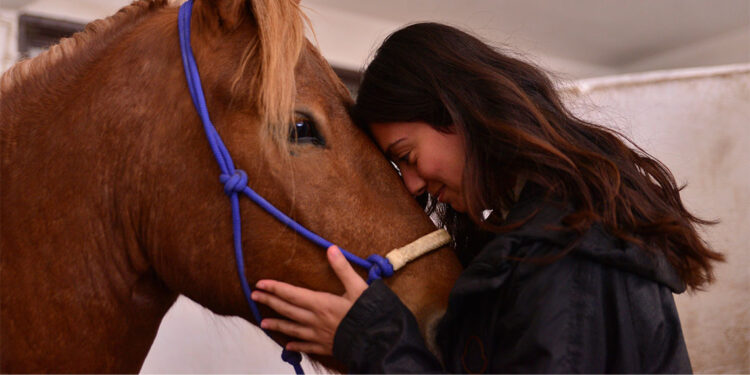 Köpek eğitiminde kullanılan clicker ile atları eğitiyorlar