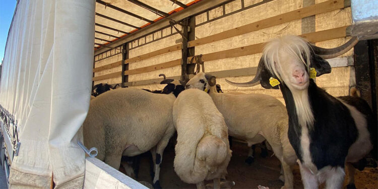 Kurbanlık sevkleri denetleniyor