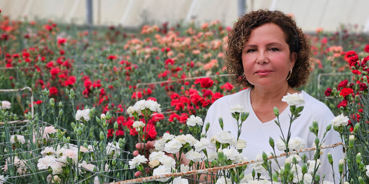 Karanfilde fusarium hastalığına karşı yerli tür