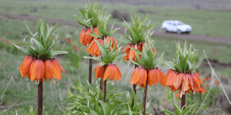 Karlıova'da ters laleler çiçek açtı
