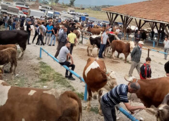 Kastamonu'da şap hastalığı alarmı: Hayvan pazarı kapatıldı