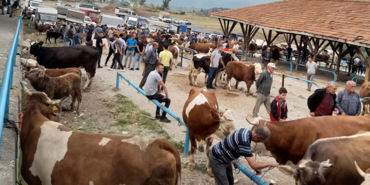 Kastamonu'da şap hastalığı alarmı: Hayvan pazarı kapatıldı
