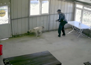 Köy kahvesinde bakılan köpeği bastonuyla darbetti