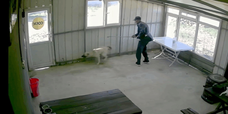 Köy kahvesinde bakılan köpeği bastonuyla darbetti