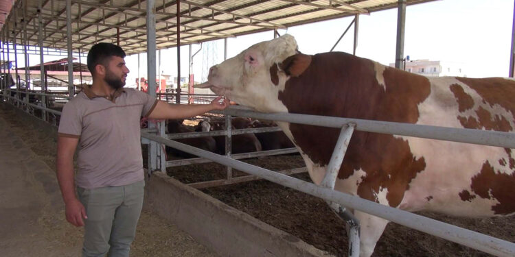 Kurban pazarındaki 1 ton 400 kiloluk boğa, alıcısını bekliyor
