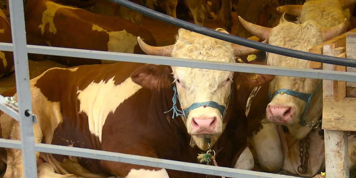 Kurbanlıklar İstanbul'a geldi; ilk satışlar yapıldı