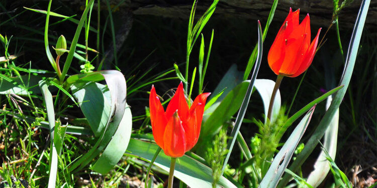 Manisa Lalesi çiçek açtı, koparmanın cezası 557 bin TL