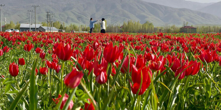 Laleler Muş Ovası'nı kırmızıya boyadı