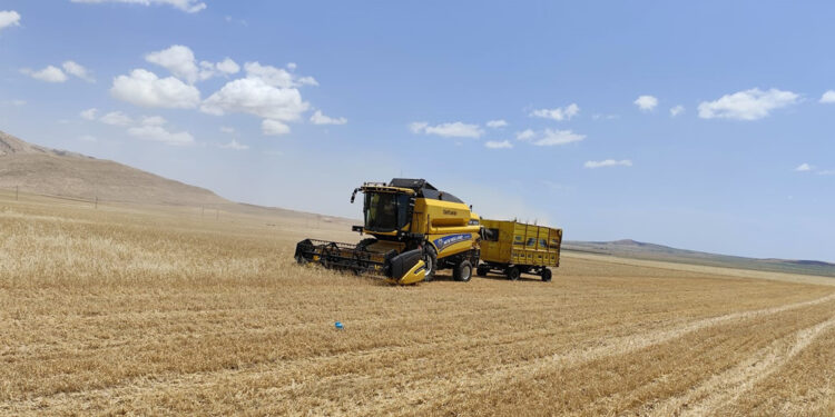 Mardin'de buğdayda ilk hasat yapıldı; kilosu 17 liradan satıldı