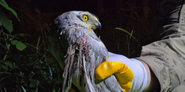 Nesli tehlike altındaki bozkır delicesi yaralı bulundu