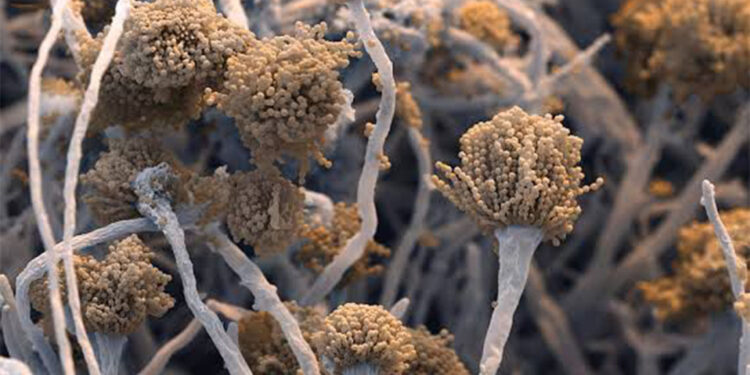 Ölümcül mantar hastalığı, küresel ısınmayla yayılabilir