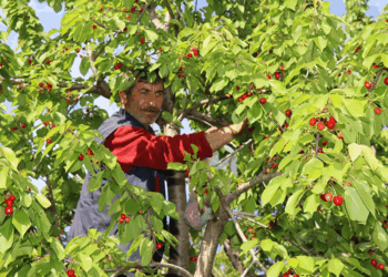 Oltu'da 'misafir kirazı'nda hasat zamanı