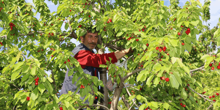 Oltu'da 'misafir kirazı'nda hasat zamanı