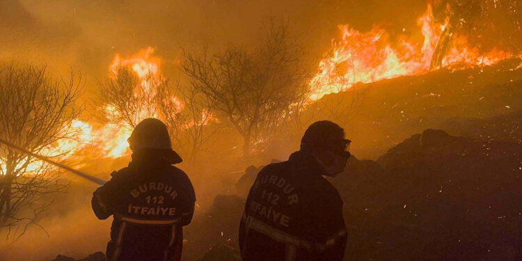 Orman yangınlarına karşı kızılçamların arasına servi dikilebilir