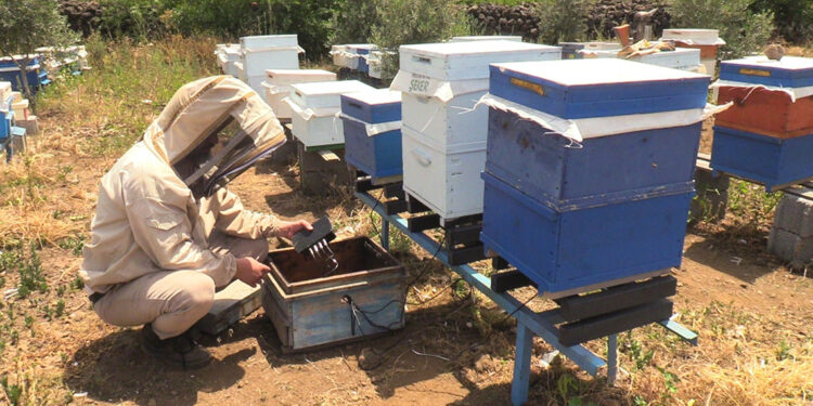 Osmaniyeli arıcılardan iklim değişikliğine karşı teknolojik önlem