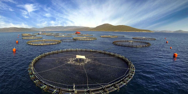 Kültür balıkları en güvenilir gıdalar arasında