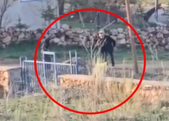 Başına çuval geçirdiği eşeği sopayla dakikalarca dövdü