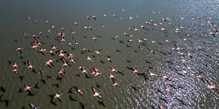 Ulaş Gölü misafirlerine sonunda kavuştu