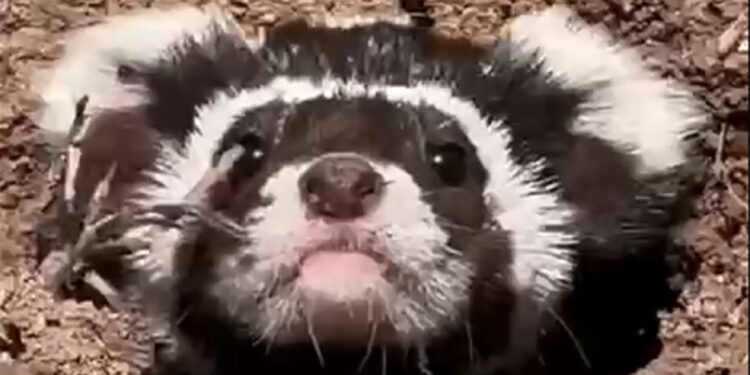 Sivas'ta nesli tehlike altındaki 'alaca sansar' görüntülendi