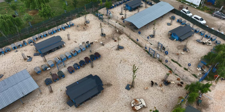 Bursa'da terk edilen kedi ve köpeklere müzikli terapi