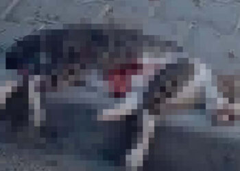 Sokak kedisini pompalı tüfekle vurarak öldüren şüpheliye gözaltı