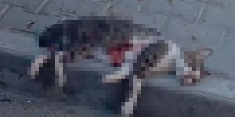 Sokak kedisini pompalı tüfekle vurarak öldüren şüpheliye gözaltı