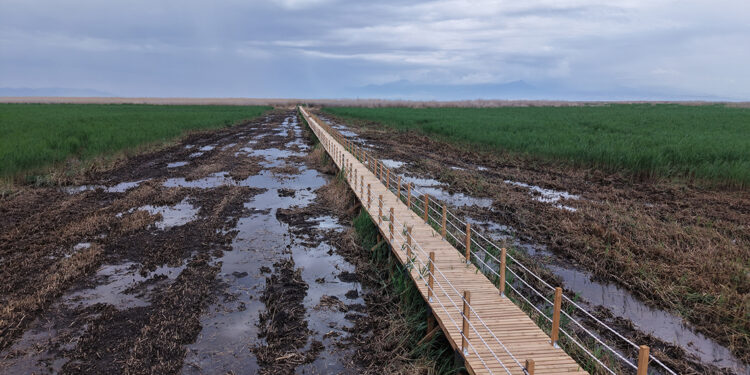 Sultan Sazlığı'nda yürüyüş yolu çalışmaları tamamlandı