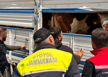 Trakya'ya kaçak hayvan getirdiği belirlenen besiciye ceza