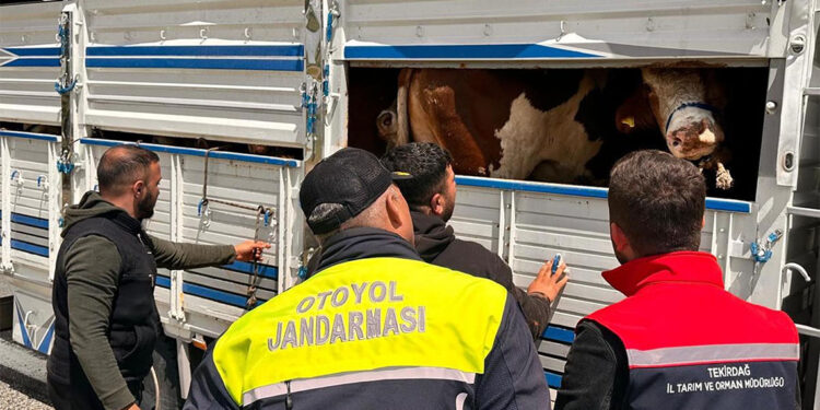 Trakya'ya kaçak hayvan getirdiği belirlenen besiciye ceza