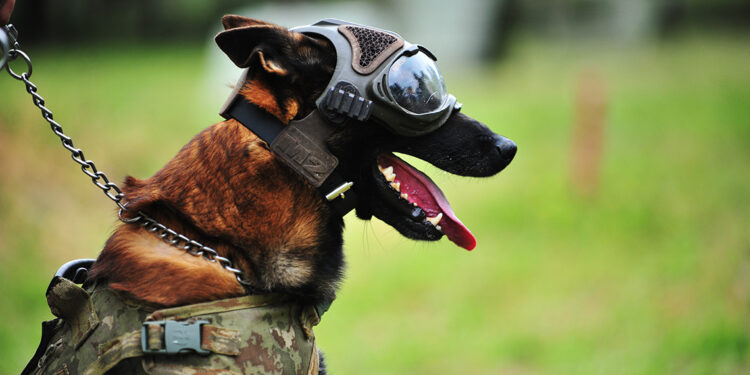 TSK'nın kahraman köpekleri, 2 yıl boyunca 8 farklı branşta eğitiliyor