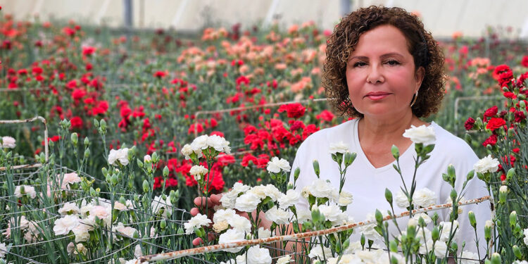 Yerli karanfillerinin yüzde 85'i ihraç ediliyor