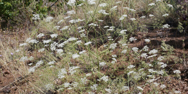 Toroslarda yeni anason türü keşfi; nesli yüksek tehdit altında