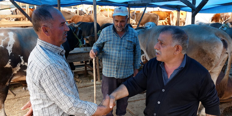 Trabzon'da kurbanlıkların yarısı alıcı buldu