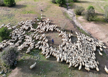 Tunceli'de ‘Şafaklılar’ın 3 bin rakımlı yaylalara yolculuğu başladı